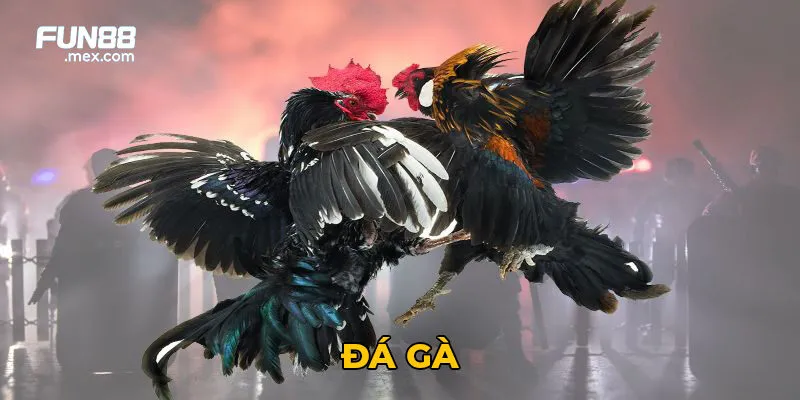 Đá Gà - Bộ Môn Truyền Thống Cho Đến hiện Đại 1 Tại Fun88, đá gà được tổ chức theo tiêu chuẩn quốc tế