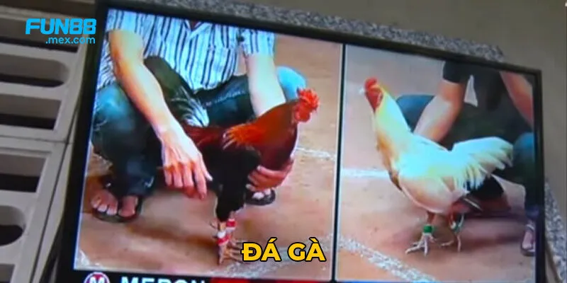 Đá Gà - Bộ Môn Truyền Thống Cho Đến hiện Đại 3 Fun88 là nhà cái uy tín hàng đầu châu Á với giấy phép hoạt động hợp pháp